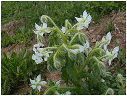 http://upload.wikimedia.org/wikipedia/commons/thumb/1/16/Borago_officinalis_white_flower.jpg/220px-Borago_officinalis_white_flower.jpg