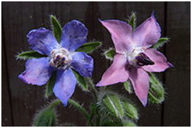 http://upload.wikimedia.org/wikipedia/commons/thumb/8/8d/Borago_officinalis%2C_two_blossoms.jpg/220px-Borago_officinalis%2C_two_blossoms.jpg